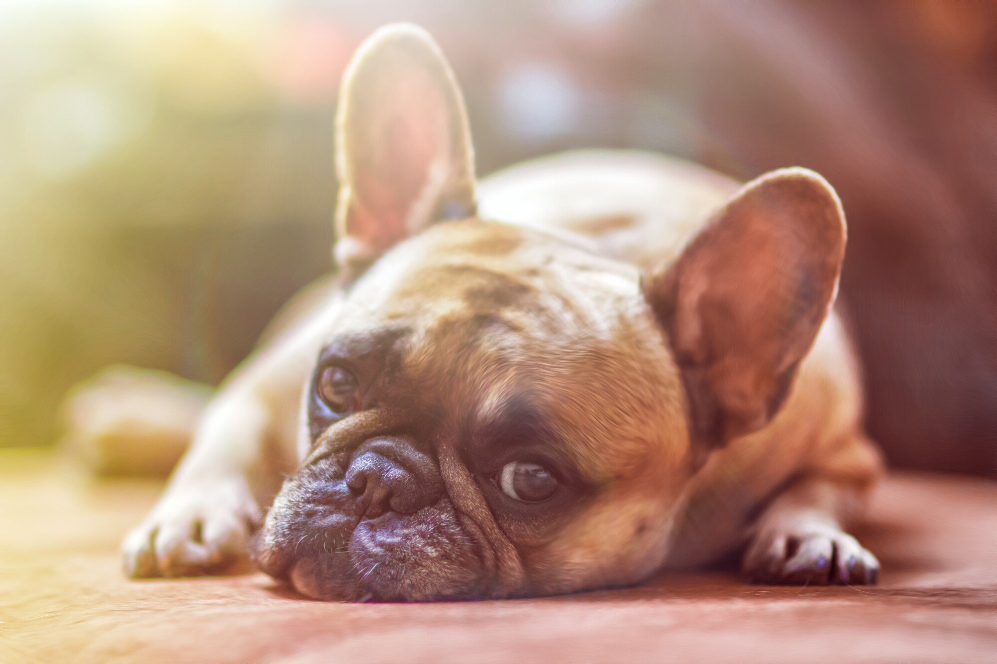 Pros and Cons of Allowing Pets in Your Rental Property